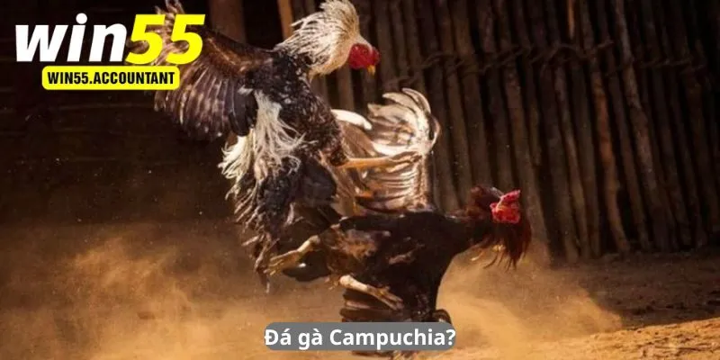 Đá gà Campuchia