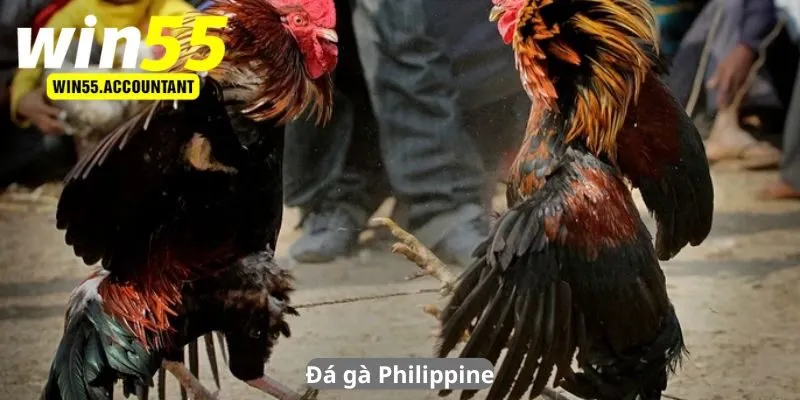 Đá gà Philippine