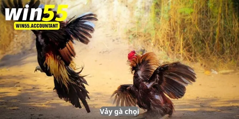 Vảy gà chọi