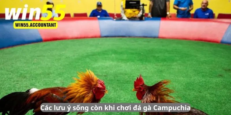 Các lưu ý sống còn khi chơi đá gà