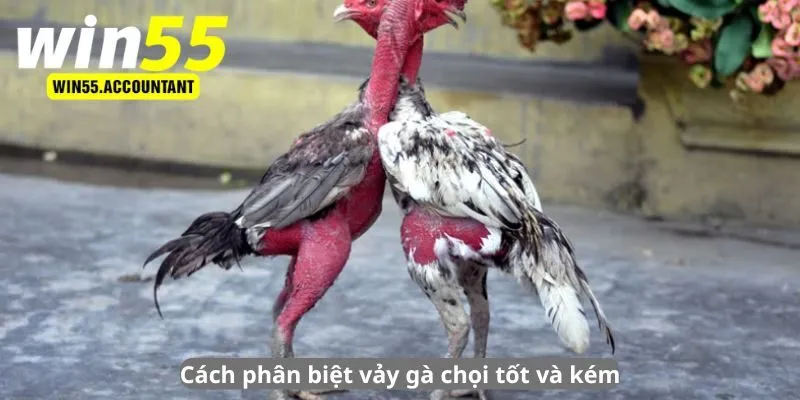 Cách phân biệt vảy gà chọi tốt và kém