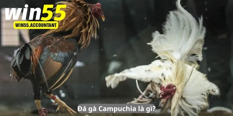 Đá gà Campuchia là gì?