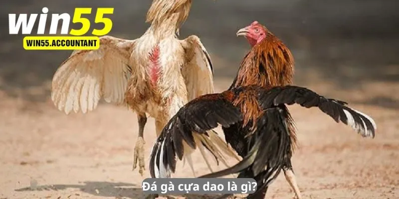 Đá gà cựa dao là gì?