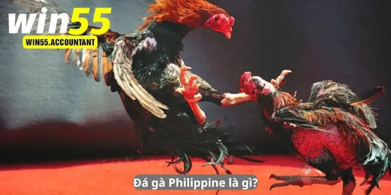 Đá gà Philippine là gì?