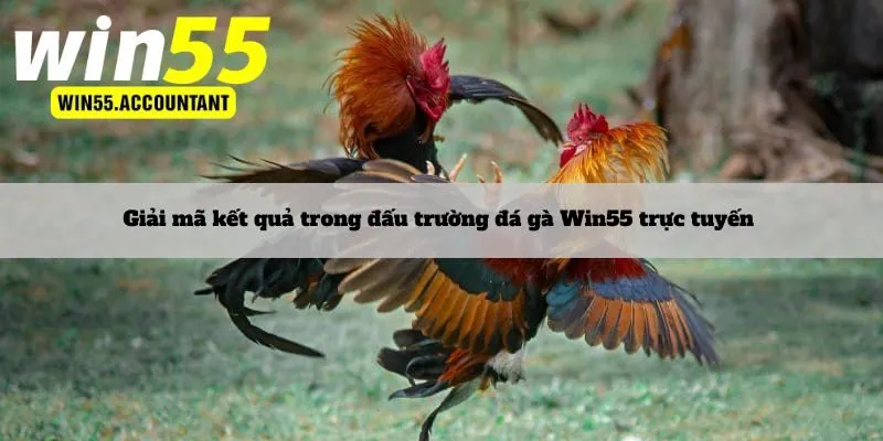 Giải mã kết quả trong đấu trường đá gà Win55 trực tuyến 