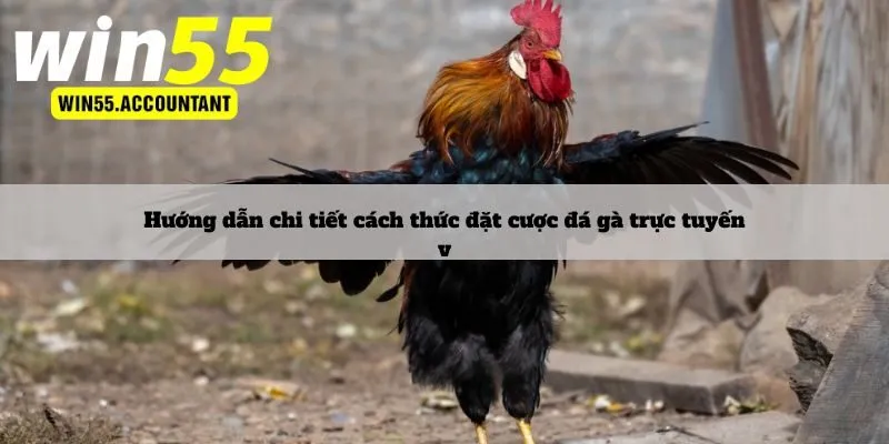 Hướng dẫn chi tiết cách thức đặt cược đá gà trực tuyến