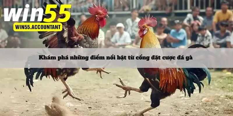 Khám phá những điểm nổi bật từ cổng đặt cược đá gà