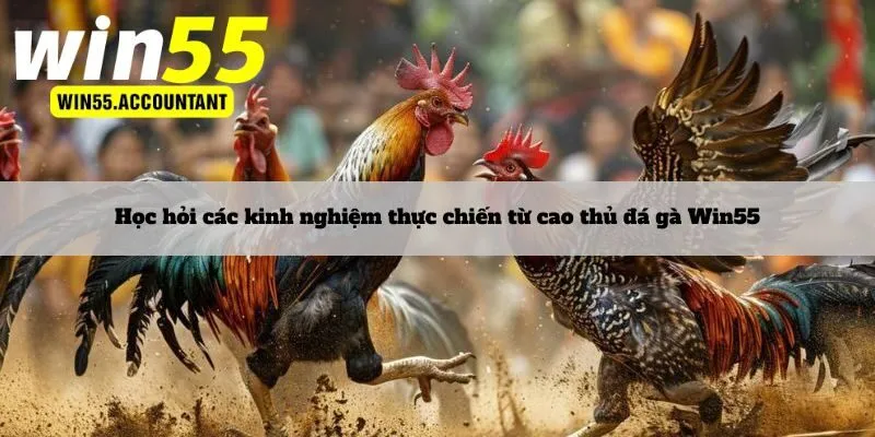 Học hỏi các kinh nghiệm thực chiến từ cao thủ đá gà Win55