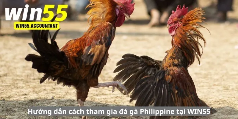 Hướng dẫn cách tham gia đá gà Philippine