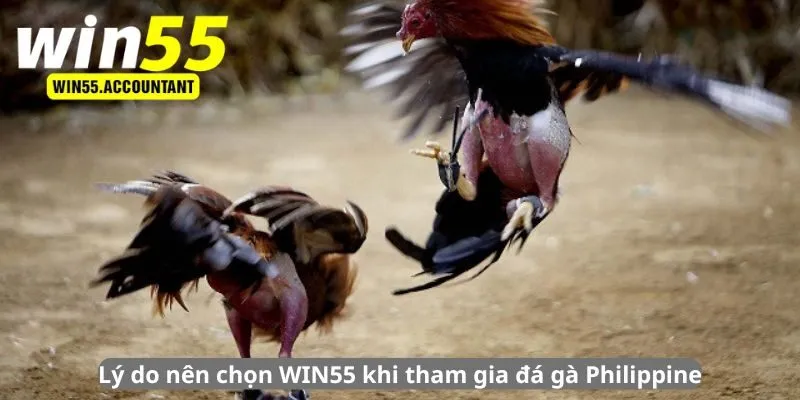 Lý do nên chọn WIN55 khi tham gia đá gà Philippine