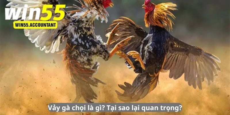 Vảy gà chọi là gì? Tại sao lại quan trọng?