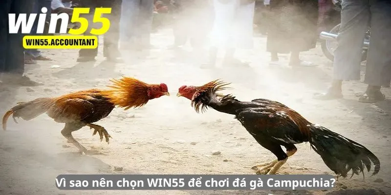 Vì sao nên chọn WIN55 để chơi đá gà Campuchia?