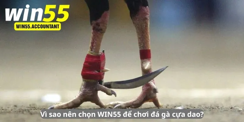 Vì sao nên chọn WIN55 để chơi đá gà cựa dao?