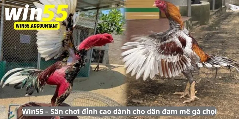 Sân chơi đỉnh cao dành cho dân đam mê gà chọi